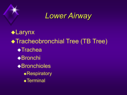 Lower Airway - Macomb