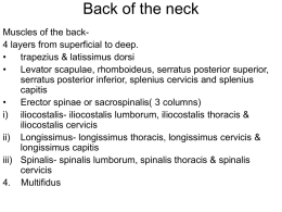 Back of the neck - Weebly