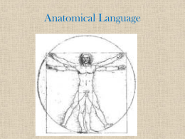 Anatomical Language - Mrs. Reid's Webpage