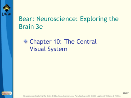 The Central Visual System