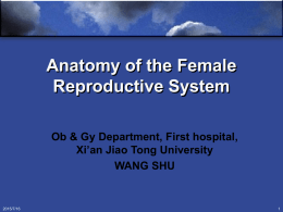 Anatomy of the Female Reproductive System