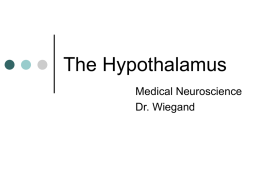 The Hypothalamus - Bellarmine University