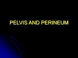 PELVIS AND PERINEUM