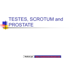 SCROTUM & PROSTATE - Hastaneciyiz's Blog