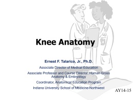 Knee Anatomy - Indiana University