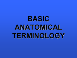 BASIC ANATOMICAL TERMINOLOGY