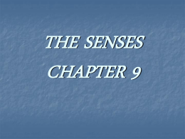 CHAPTER 11: SPECIAL SENSES: The Eyes and Ears