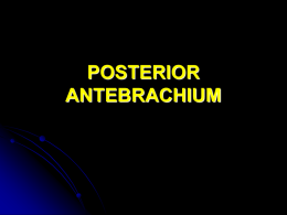 POSTERIOR ANTEBRACHIUM