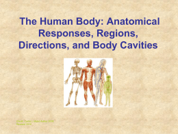 The Human Body: Anatomical Regions, Directions, and Body