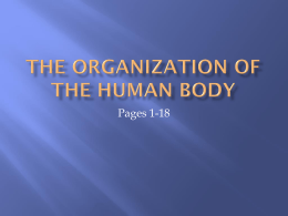 The Organization of the Human Body