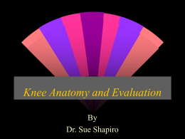 Knee Anatomy and Evaluation
