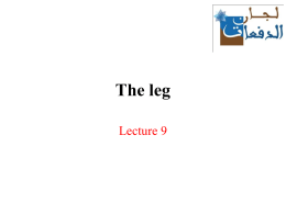 The leg