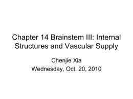 Chapter 14 Brainstem III: Internal Structures and Vascular