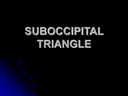 SUBOCCIPITAL TRIANGLE