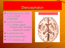 Diencephalon - Study Windsor
