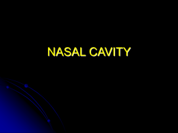 NASAL CAVITY - University of Kansas