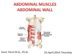 Abdominal Muscles & Abdominal Wall NO VIDEOS