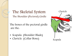 The Skeletal System - Le site web de M. St Denis