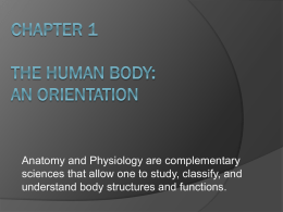 Chapter 1 The human body: an orientation