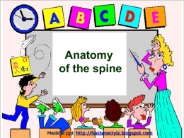 Anatomy of the spine - Hastaneciyiz's Blog