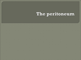 The peritoneum 腹膜