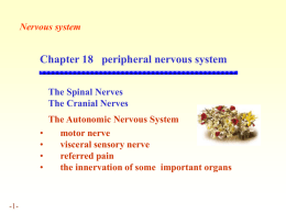 内脏神经系统 visceral nervous system