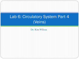 Lab 6: Circulatory System Part 4 (Veins)