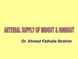 27-Arterial supply of mid & hindgut