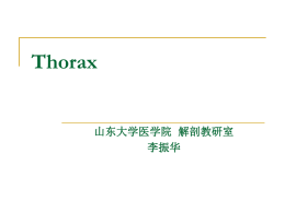 Thorax - 山东大学医学院人体解剖学教研室