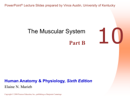 Muscles of the Abdominal Wall