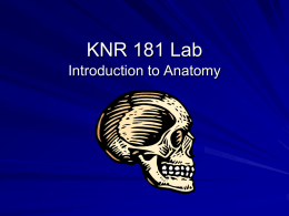 KNR 181 Lab intro - knr181labvedeenfall09