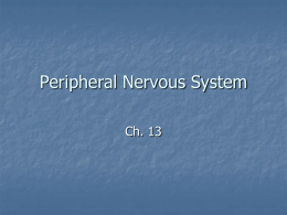 Peripheral Nervous ppt