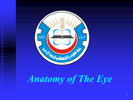 Anatomy of The Eye