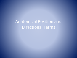 1.01 Anatomical Positioning
