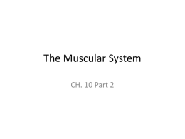 The Muscular System