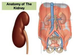 01-Anatomy of Kidney..