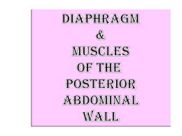 04-Diaphragm