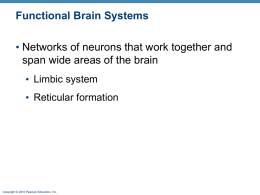 CNS: Brain C