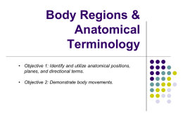 Body Region & Anatomical Positions