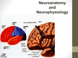 Motor System Lesions Apraxia/Dyspraxia