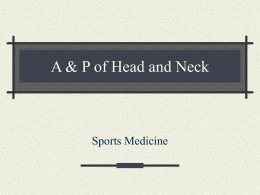 A & P of Head and Neck
