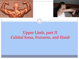 Upper Limb, part II Cubital fossa, Forearm, and Hand
