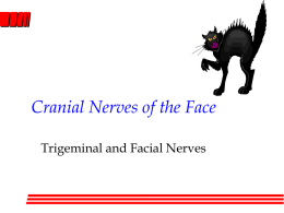 Cranial Nerves of the Face