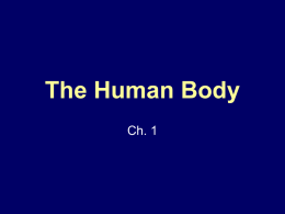 The Human Body - Cloudfront.net