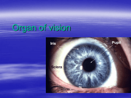 33. Organ of vision