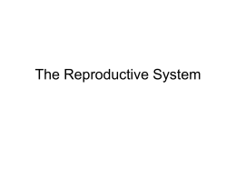 Reproductive Part 2