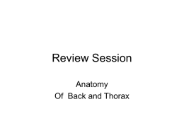 Q&A Review Session on Topics Back and Thorax
