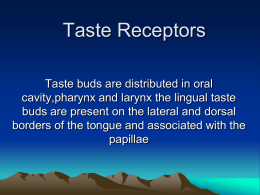 Taste Receptors - Waxbarashada.com