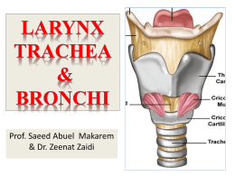 03 Larynx, Trachea & Bronchi