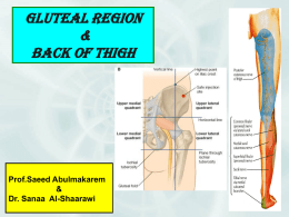 16-GLUTEAL REGION AND BACK OF THIGH